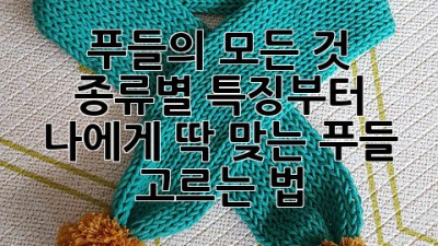푸들의 모든 것: 종류별 특징부터 나에게 딱 맞는 푸들 고르는 법🐩✨